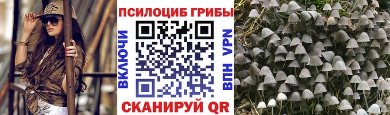 Псилоцибиновые грибы Psilocybine cubensis  закладка  Иннополис 